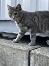 バッテリー交換の目安